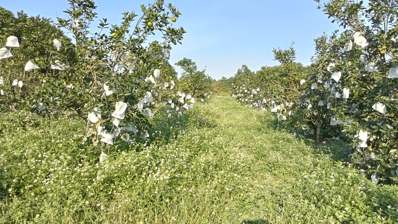 vườn cam